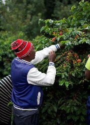 Connecting the Coffee Chain: From Farmers to Roasters to Coffee Drinkers