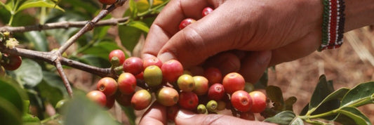 Common Misconceptions About Kenyan Coffee: Debunking the Myths