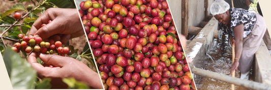 Why We Started Coffee Plus 254