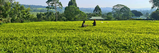 Kenyan Farmers Subsist on Tea, Yet Produce World-Class Coffee