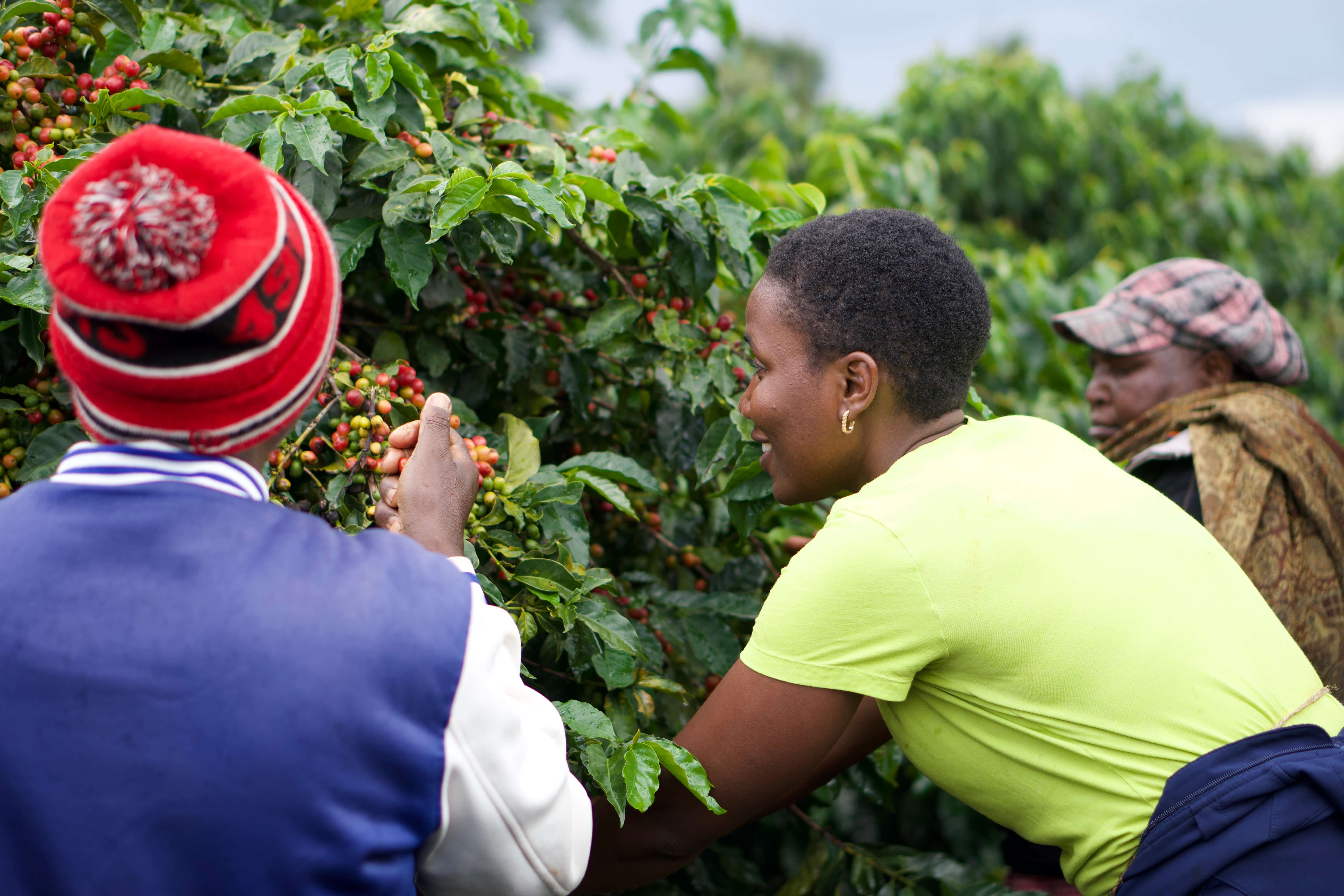 About Us – Coffee Plus 254