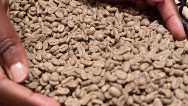 Close-up of hands holding a handful of green coffee beans.
