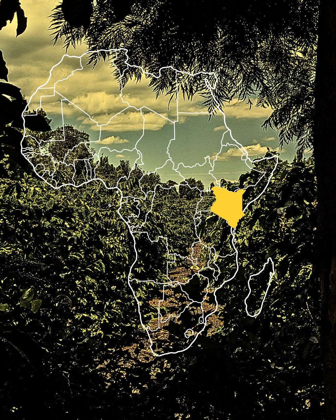Map of Africa with a yellow highlight over Kenya on a background of green foliage