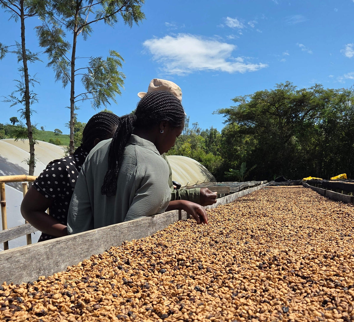 Two women standing beside a long wooden trough filled with sun-dried coffee beans under a bright blue sky with trees in the background.